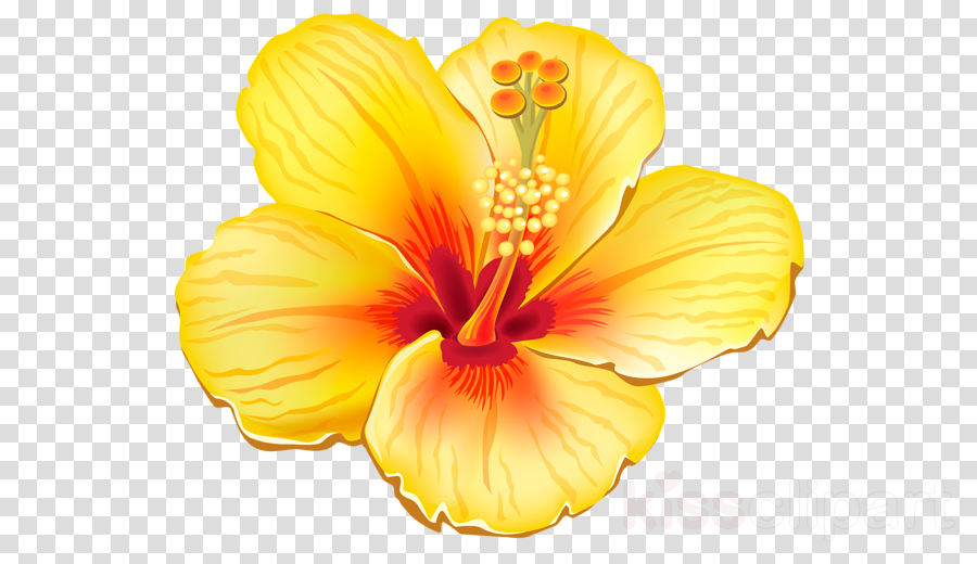 Tropical Flower Png Clipart Clip Art - Yellow Hibiscus Shower Curtain (900x520), Png Download