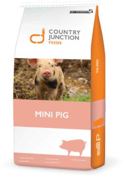 Adult Mini Pig Maintenance Ration - Domestic Pig (647x768), Png Download