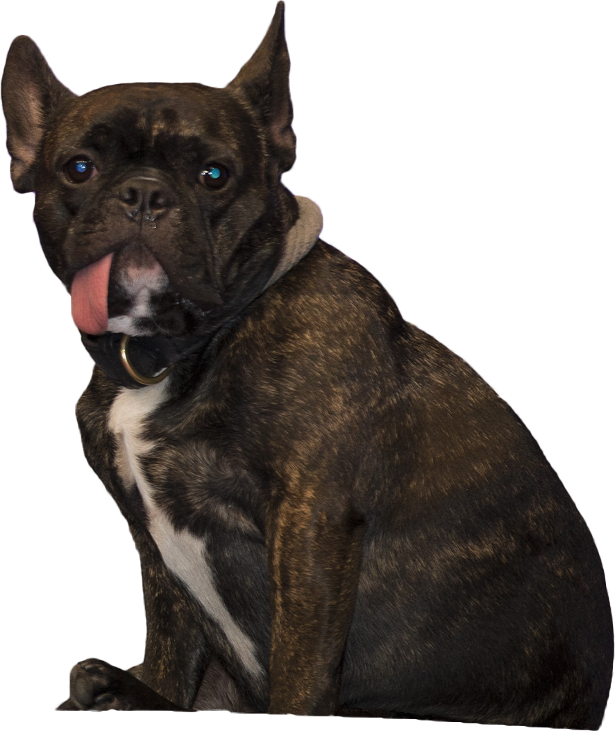 Animala Dog Sitting - Guard Dog (886x1052), Png Download