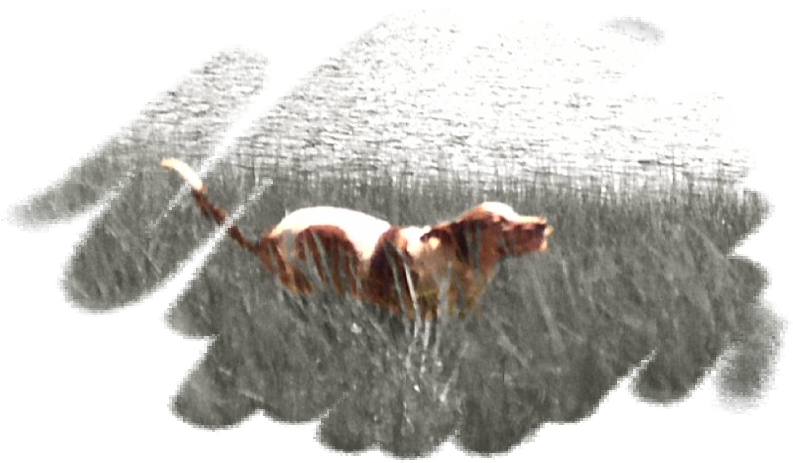 Dogwalking, Poop Scooping, Petsitting, Vet Taxi, Boarding, - Pawsitive Attention Pet Services (800x469), Png Download