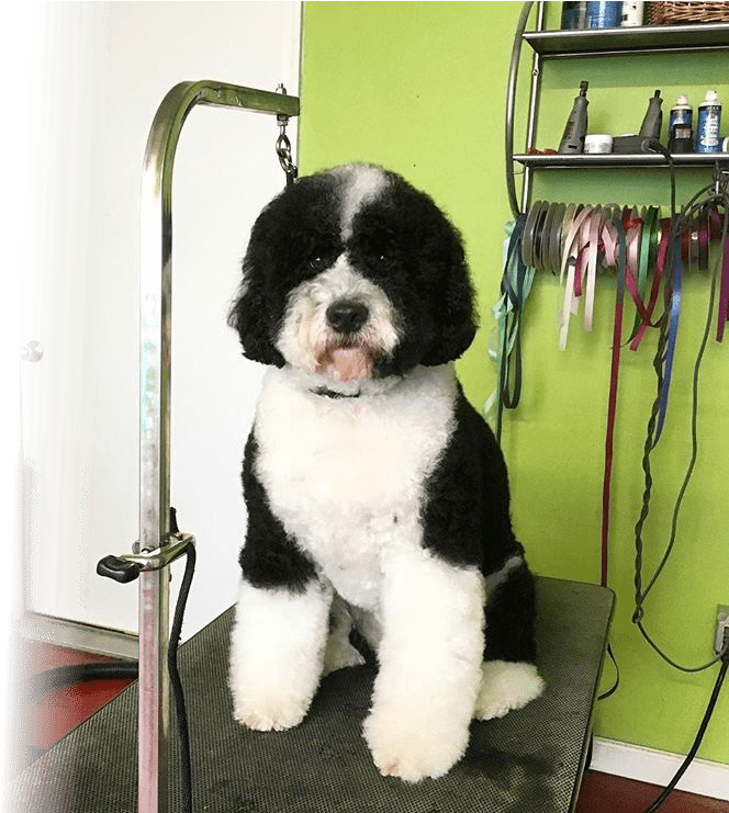 Grooming - Companion Dog (749x740), Png Download