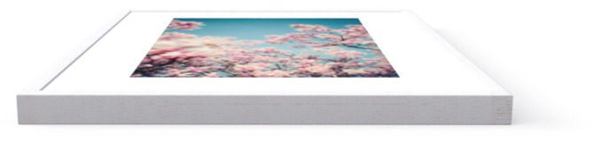 Photo Magnolia Tree - Samsung Galaxy (667x1000), Png Download