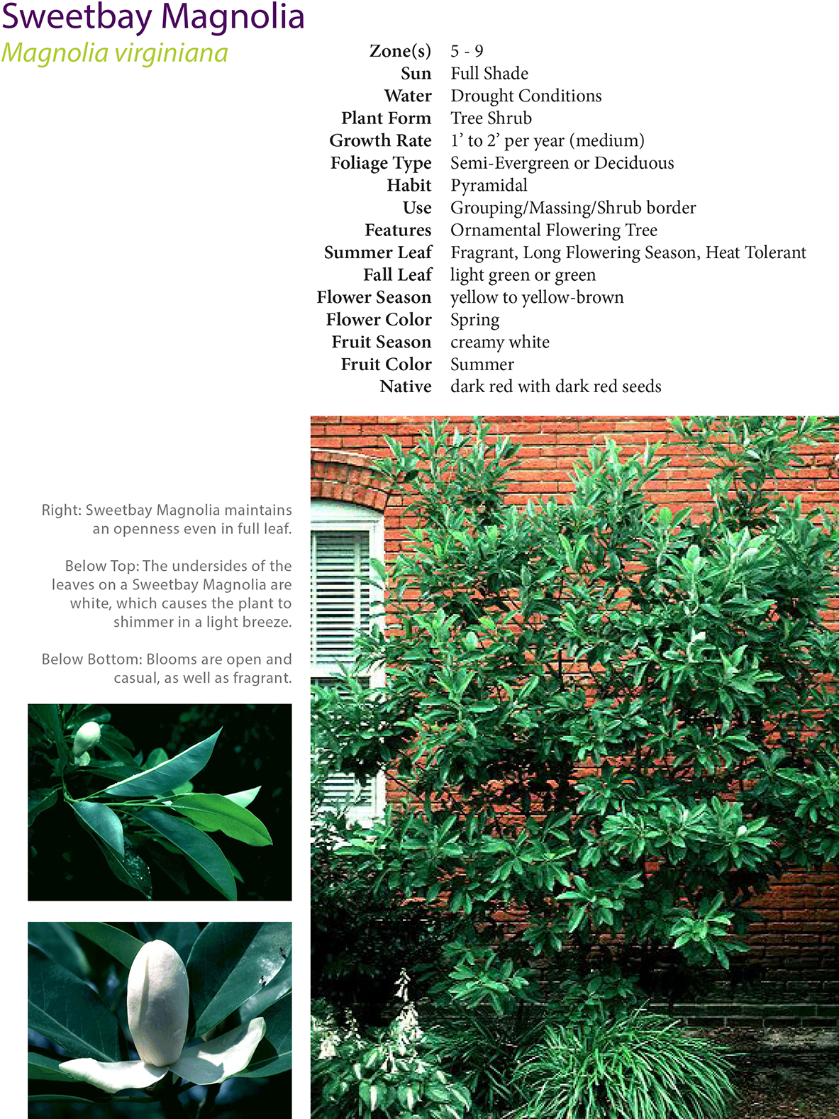 Excerpt From Plant Guide Developed For Project - Colorado Spruce (1200x1598), Png Download