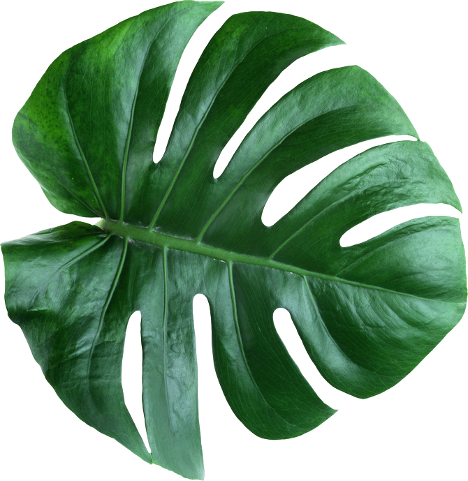 Leaves Psd Clipart Swiss Cheese Plant Leaf Plants - Leaves Psd (670x689), Png Download