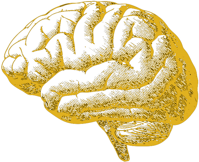 Creative Brain Png (714x586), Png Download