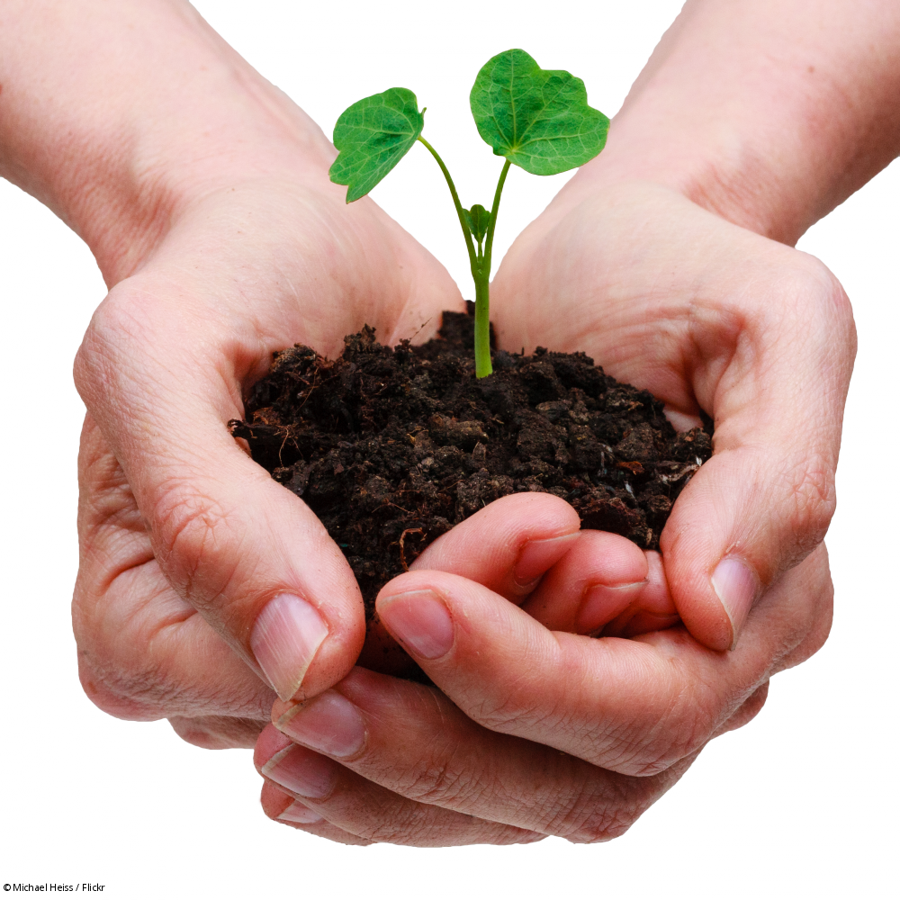Should Finally Ensure Associated - Hand With Seed Png (1000x1000), Png Download