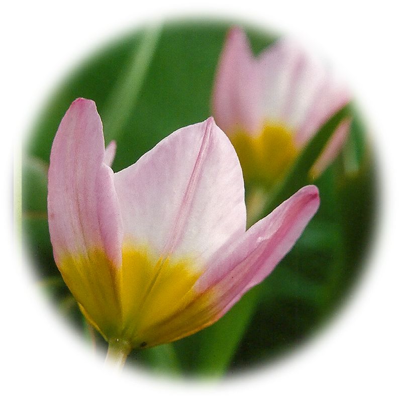 Star Of Bethlehem - Tulip (833x833), Png Download