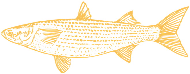 About Us - Trout (800x398), Png Download