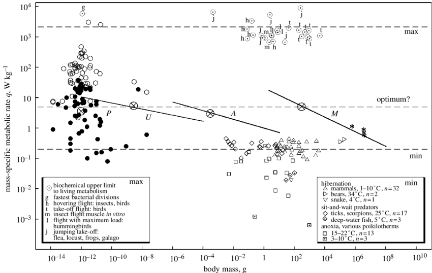Download - Metabolism (850x538), Png Download