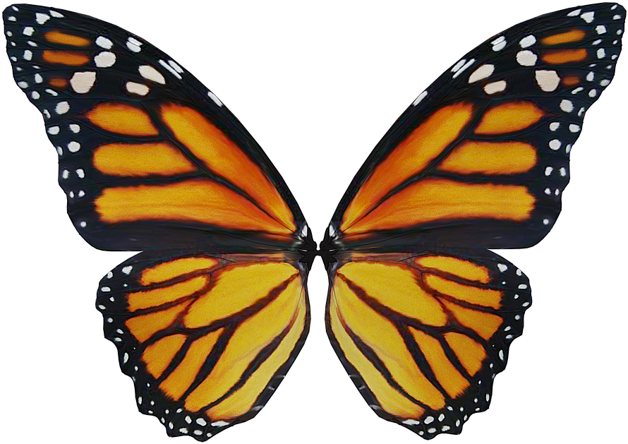 Wing, Elf, Fairy, Fae, Fantasy, Magic, Fairy Tales - Monarch Butterfly (960x692), Png Download