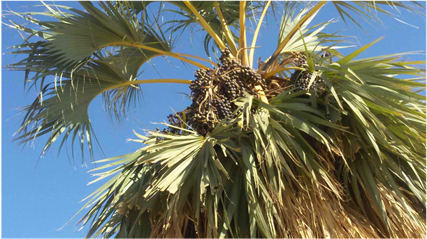 Argoun Palm Tree With A Cluster Of Fruits - Argun (903x342), Png Download