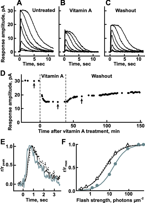 Impact Of Vitamin A On The Flash Responses Of A Representative - Diagram (475x665), Png Download