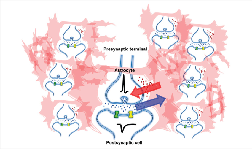 A Single Astrocyte Can Ensheath Tens Of Thousands Of - Illustration (850x502), Png Download