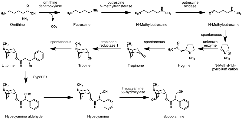 Scopolamine Biosynthesis - Svg - Scopolamine Biosynthesis (800x395), Png Download