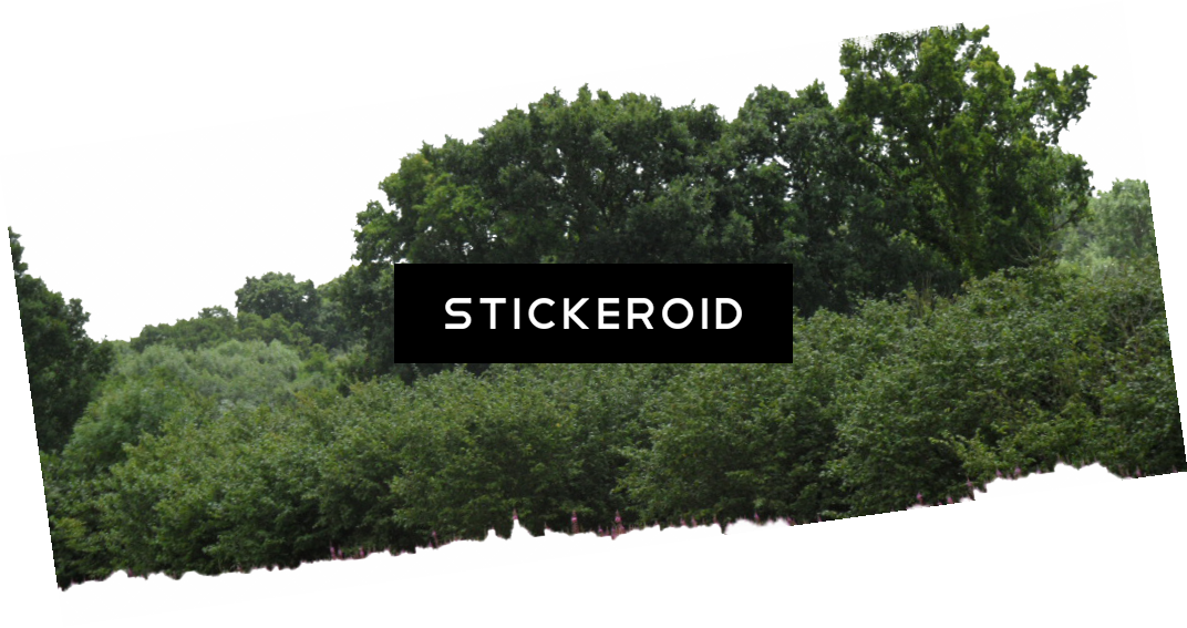 Bushes - Shortleaf Black Spruce (1072x567), Png Download