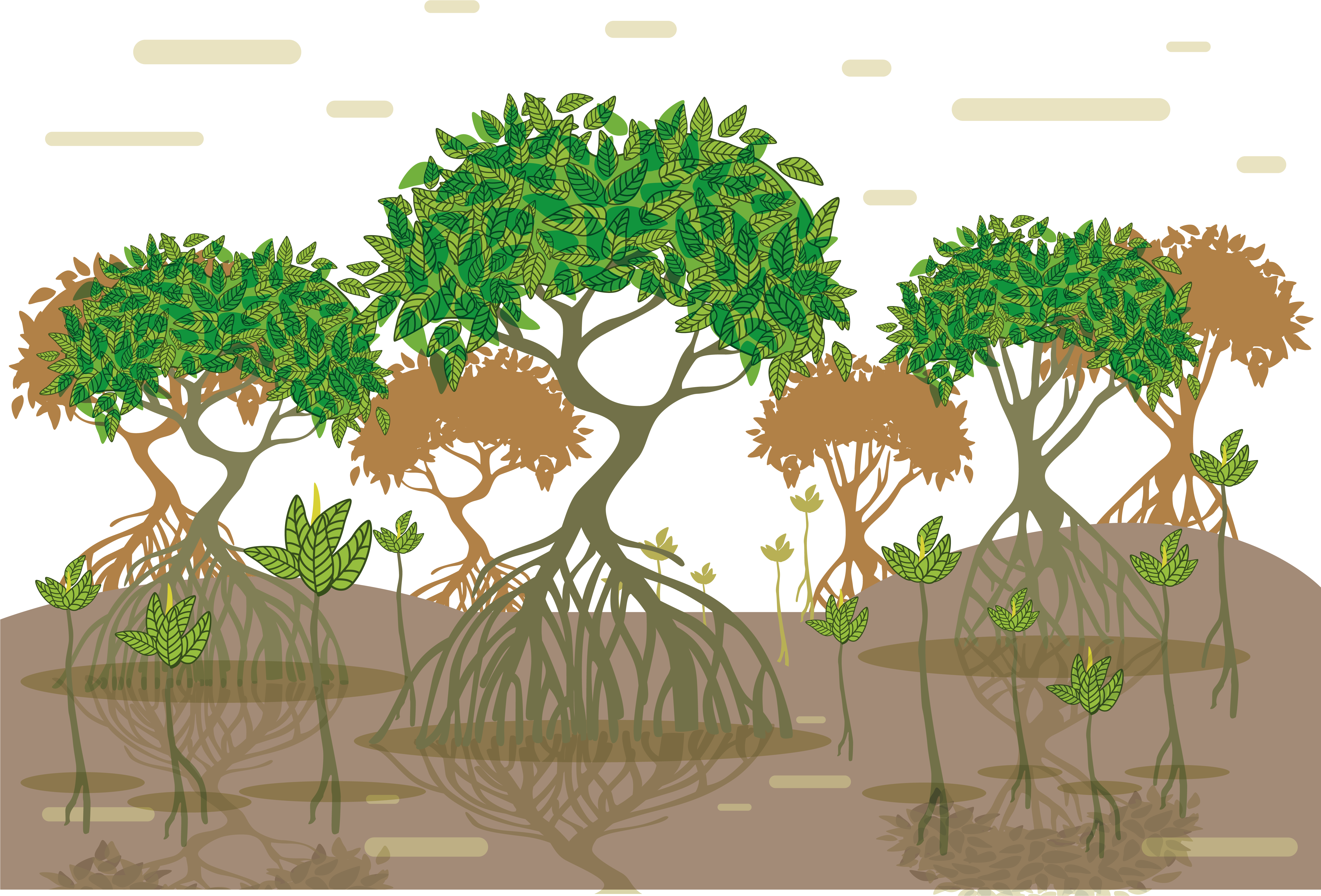 Image Library Stock Tropical And Subtropical Moist - Tanaman Bakau Di Pesisir Pantai (5833x4700), Png Download