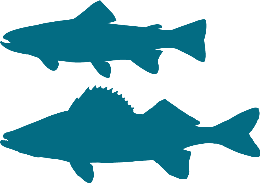 Walleye Vector Silhouette Vector Black And White - Brook Trout (900x900), Png Download