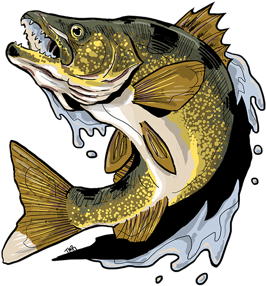 Walleye Design - Ray-finned Fish (576x576), Png Download