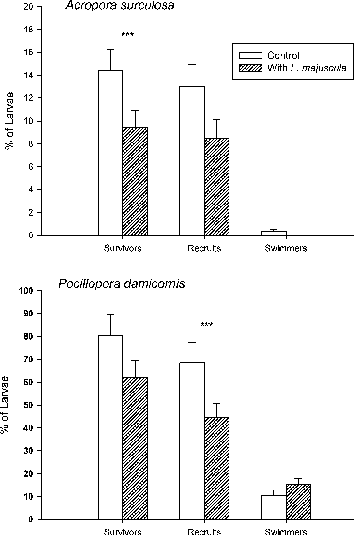 Fate Of Coral Larvae Subjected To Treatment ( Lyngbya - Diagram (731x1104), Png Download