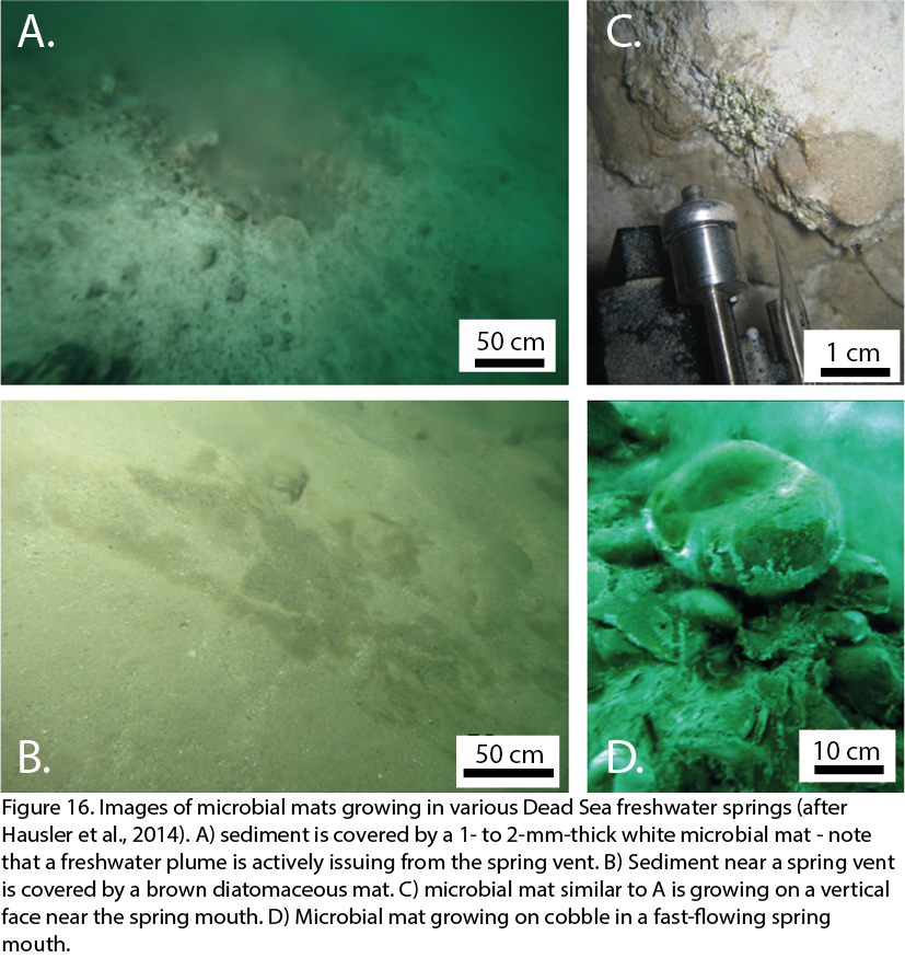 No Substantial Algal And Archaeal Blooms Have Developed - Marine Biology (827x875), Png Download