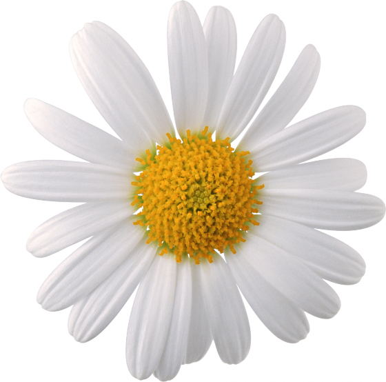 92 - Camomile Png (560x554), Png Download