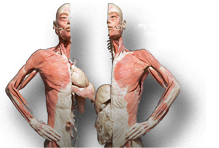 Photo Via - Bodies The Exhibition (697x473), Png Download
