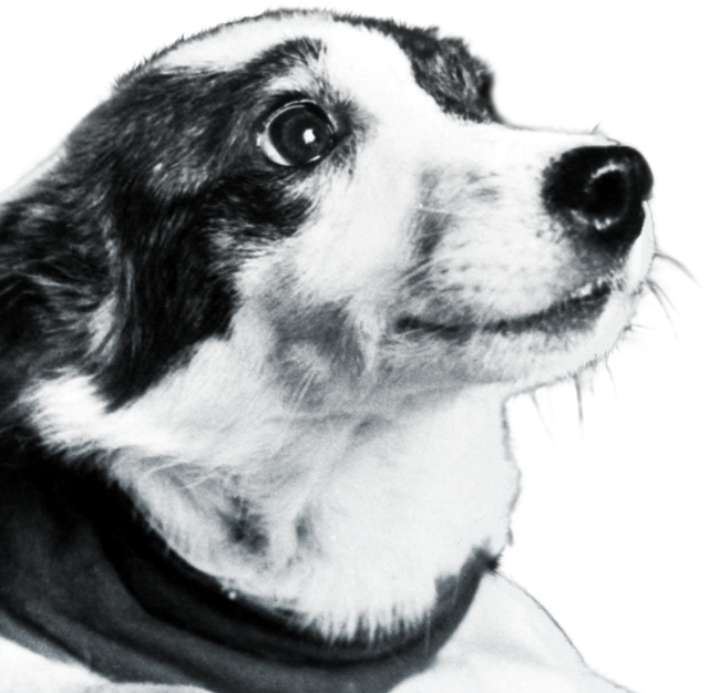 Dog (640x626), Png Download