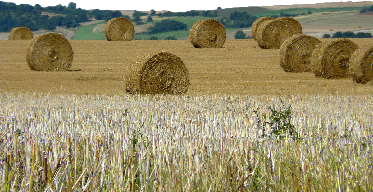 Hay Transparent Haystack - Hay (1200x800), Png Download