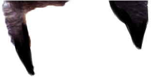 Image Result For Hairstyle Png For Picsart Art Pinterest - Northern Gannet (800x491), Png Download