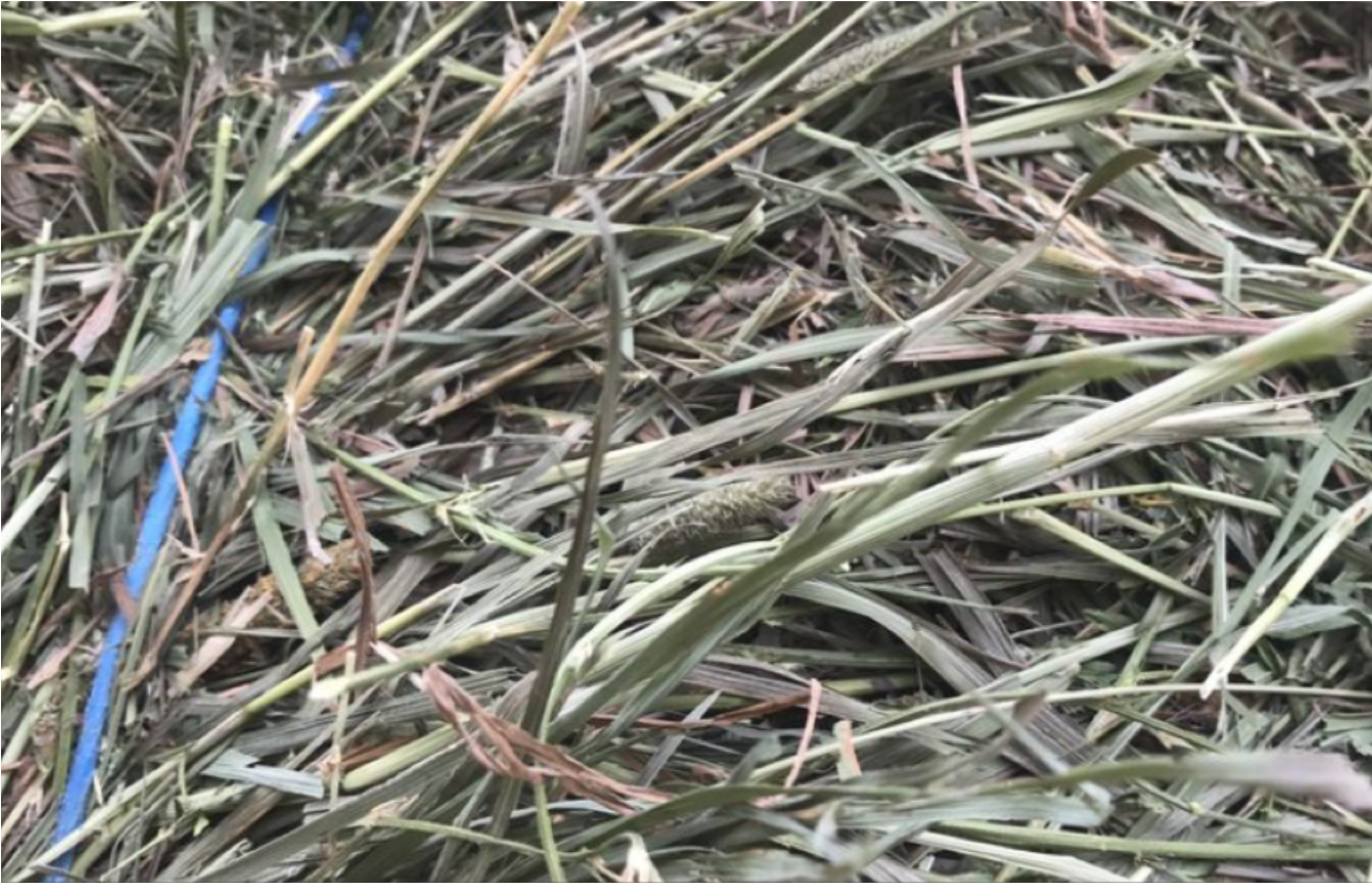 Hay For Sale In Westfield, Meadow-hay - Hay (1334x1334), Png Download
