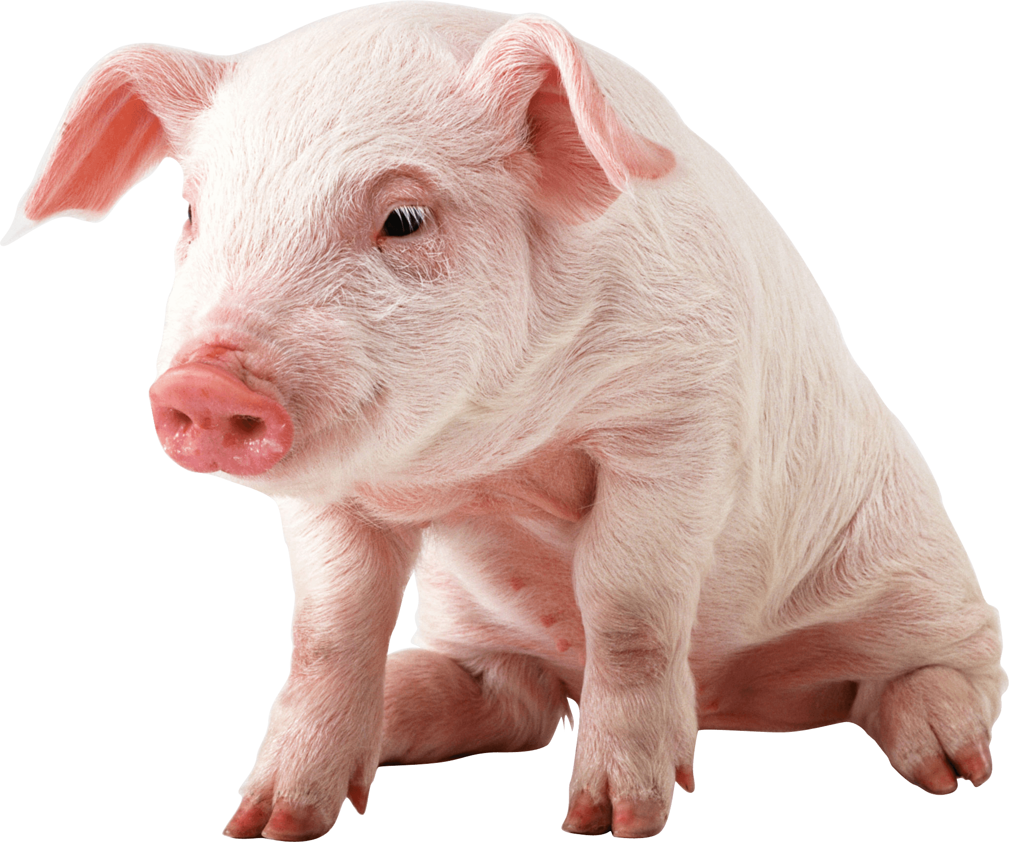 Small Pig Sitting - Baby Pig Png (2054x1713), Png Download