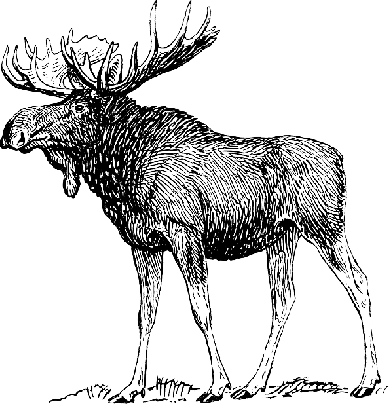 Mb Image/png - Moose Drawing (800x831), Png Download