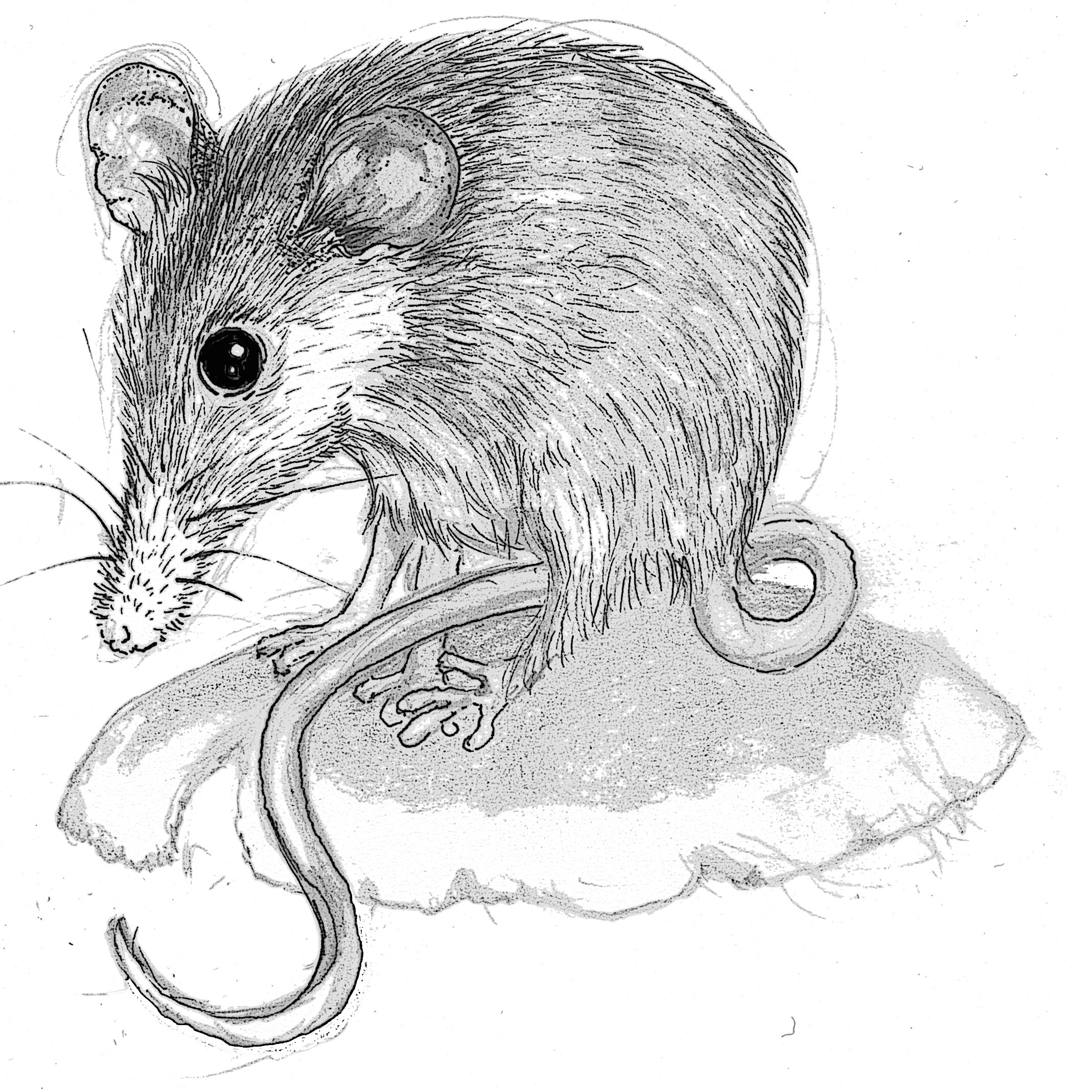 Honey (2088x2130), Png Download