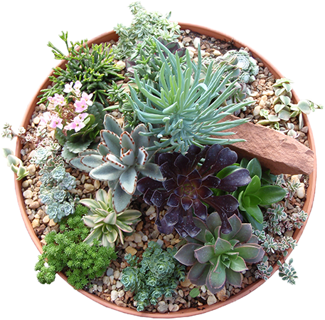 10 Succulent Bowl Gulley Greenhouse Garden Center - Succulent Plant (517x600), Png Download