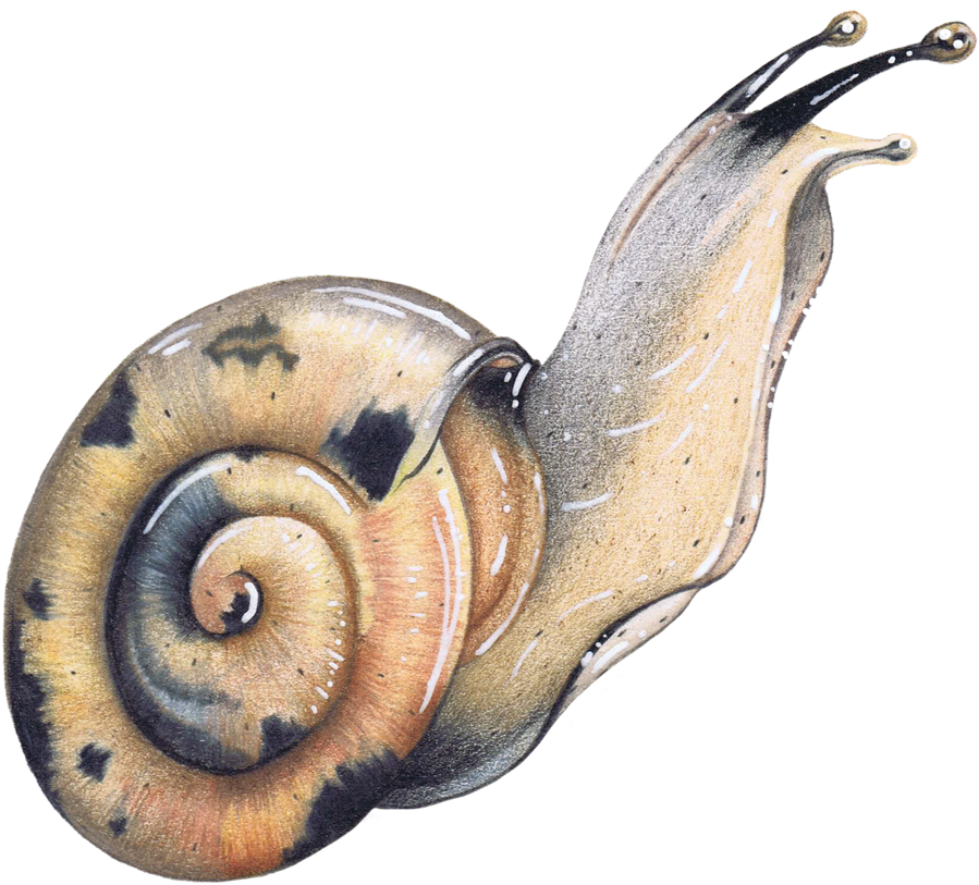 Colored Pencil Garden Snail Wildlife Illustration Animal - Garden Snail (1000x1000), Png Download