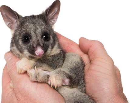 Fact Sheets - Child (428x337), Png Download