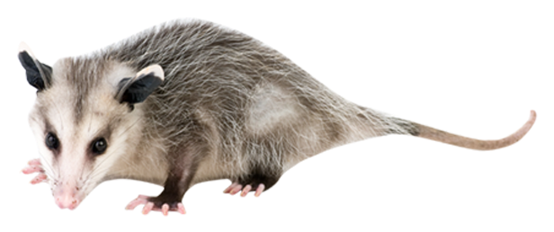 We Professionally Handle Opossum Trapping, Removal - Common Opossum (1800x400), Png Download