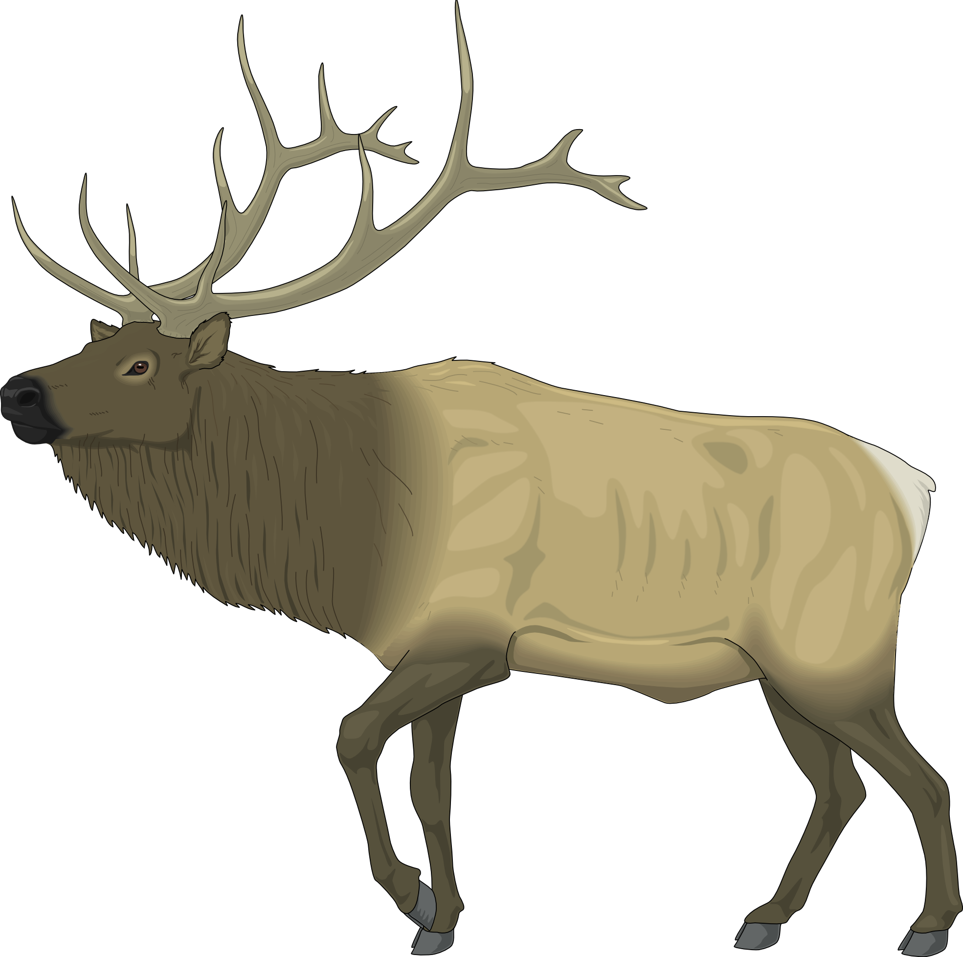 Collection Of Free Carriboo Clipart Raindeer Download - Elk Clip Art Free (1969x1957), Png Download