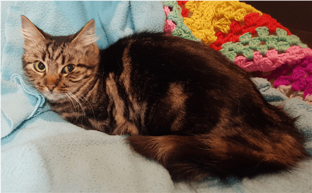 Photo Of Possum - Tabby Cat (638x638), Png Download