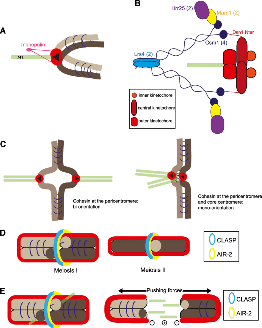 Mono-orientation Of Sister Kinetochores In Meiosis - Monopolin (850x1066), Png Download
