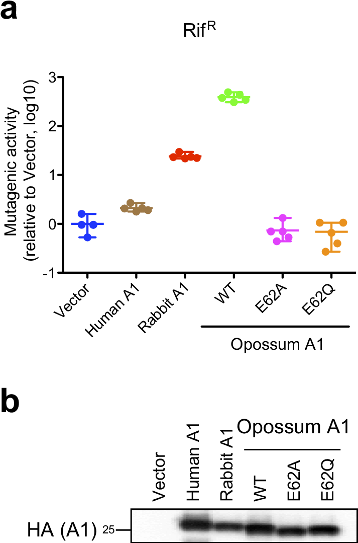 Free Download Mutagenic Activity Of Opossum A In E - Data (720x1100), Png Download