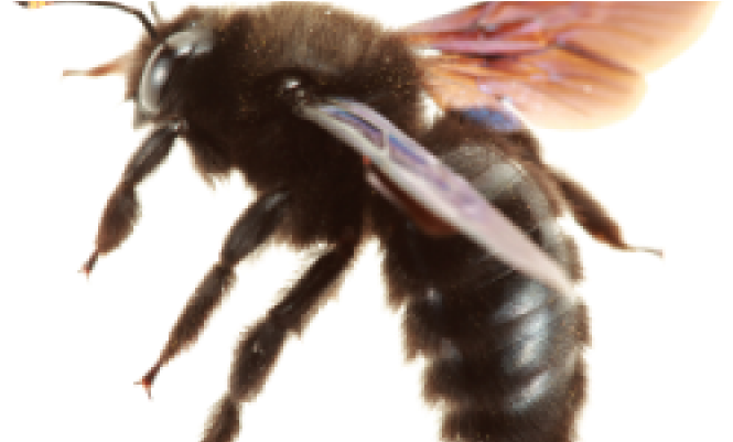 What's That Buzzing Around My Back Porch They Are Flying - Bee (800x400), Png Download