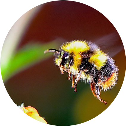 Bumble Bee Flying Towards A Flower - Real Life Cute Bee (640x426), Png Download