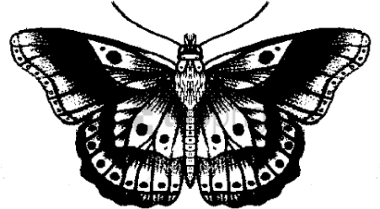 Butterfly Tattoo Designs Png Transparent Images - Tatuaje Harry Styles Mariposa (500x419), Png Download