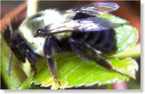 Bumble Bees Bumble Bees - Bee (494x324), Png Download