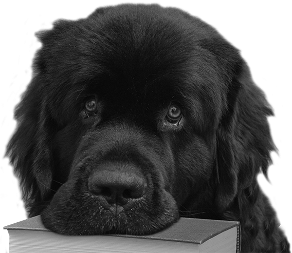 Fiorenzo - Ancient Dog Breeds (567x604), Png Download