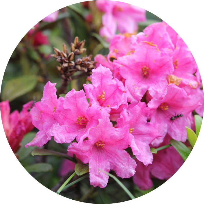 Quand Planter Un Rhododendron - Rhododendron Ferrugineum (700x700), Png Download