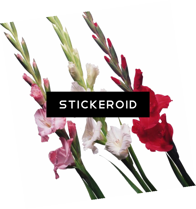 Gladiolus Flowers Nature - Gladiolus (684x732), Png Download