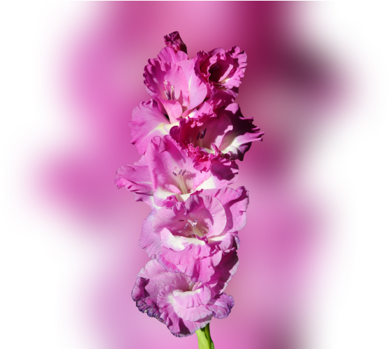 Color Palette Ideas From Flower Flowering Plant Image - Dactylorhiza Praetermissa (700x500), Png Download