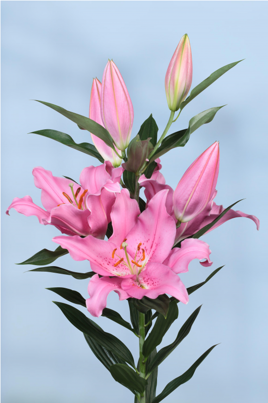 Lily (800x800), Png Download